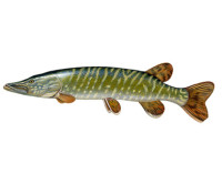Pike - Stiuca