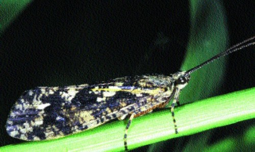 larva insectei Phryganea Grandis