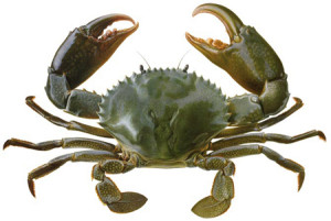 crab