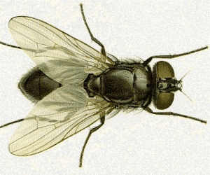 musca